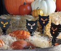 Cat lights