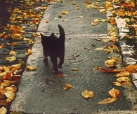 Go home, little kitty