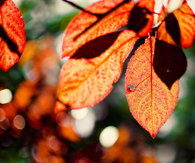 Hot orange fall leaves