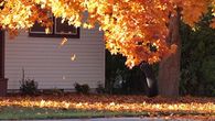 Fall leaves falling