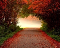 Autumn Tunnel