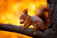 Squirrel Storing Nuts