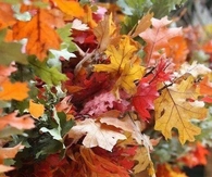 Fall Foliage