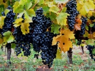 Fall Grapes