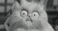 Meow