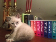cute cat