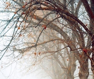 Hazy Fall Day