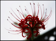 Japanese Equinox Flower