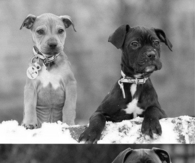 Forever friends