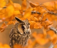 Autumn Owl