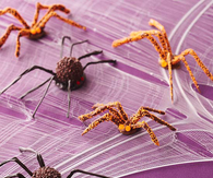 Terrifying Tarantulas