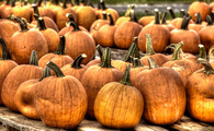Pumpkin patches