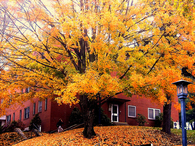 Yellow autumn tree