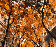 Autumn City Street