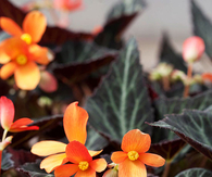 Pretty begonia