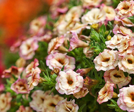 MiniFamous Double Rose Chai Calibrachoa