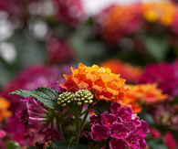 Little lucky lantana family