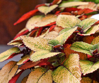 Honeycrisp Coleus