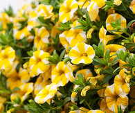Superbells Lemon Slice Calibrachoa