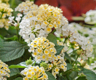Luscious Pina Colada Lantana
