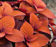 Colorblaze Keystone Kopper Coleus