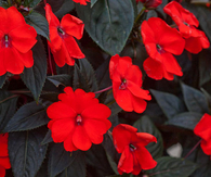 Sunpatiens Compact Electric Orange Impatiens