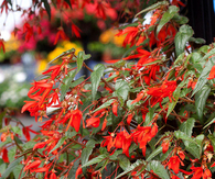 Santa Cruz Sunset Begonia