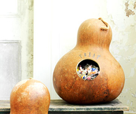 Goody bearing gourds