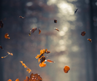 Leaves in the wind