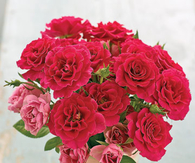 Pink blooms