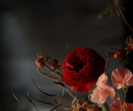Deep red flowers