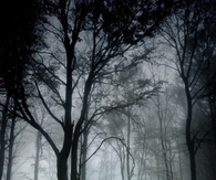 Ghostly woods