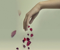 Red rose petals