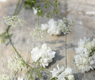 Scattered flowers