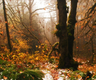 Autumn snow