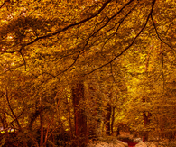 Golden path