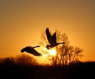 Flying geese
