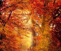 Lost in autumn