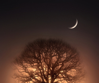Illuminated tree