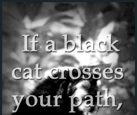Black cat