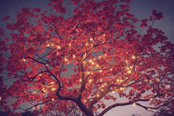 Autumn tree lights