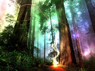 Trippy Forest Fire