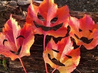 Happy Leaves