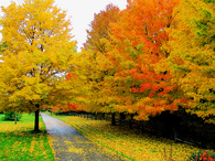 Autumn Scenery