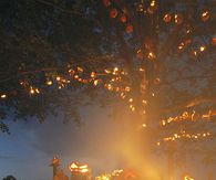 Pumpkin Tree