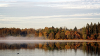 Autumn Forest
