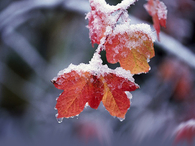 Snow on the leaves