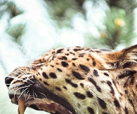 Yawning leopard