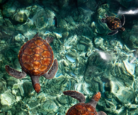 Sea turtles