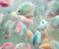 Pastel school of fish